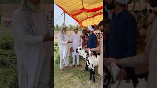 Sasta Bakra part 1 storyvideo tayyabwahand [upl. by Arch]