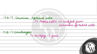 Goblet cells of alimentary canal are modified from [upl. by Demah]