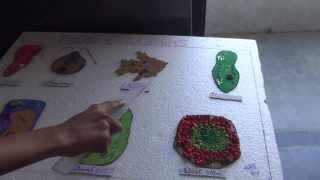 SCIENCE PROJECT BY CLASS 8 STUDENT MICRO ORGANISMS [upl. by Duma]