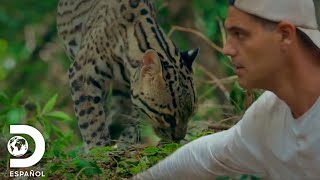 Ocelote el tigrillo de América  Wild Frank en México  Discovery en Español [upl. by Rowe]