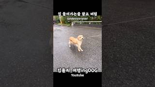 집들어가는줄 알고 버티는 베리 골든리트리버 goldenretriever 시골집 시골생활 rusticity 강아지일상 shorts [upl. by Ennayar]