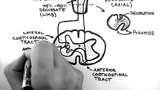 Neuroanatomy 101 Corticospinal Tract Made Easy [upl. by Cristoforo]