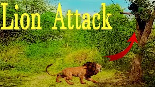 Lion attack man in the forest  Lion attack in jungle royal Bengal Lion attack l hungry tiger [upl. by Elladine]