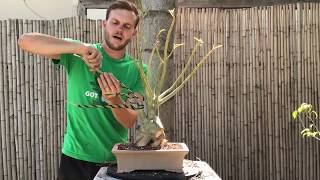 Desert Rose Adenium Bonsai Makeover  The Bonsai Supply [upl. by Aliuqat945]