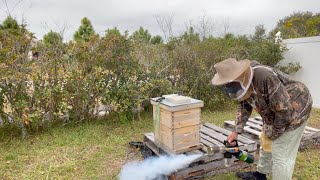 Varroa Mite Treatment with Mineral Oil [upl. by Gnirol]