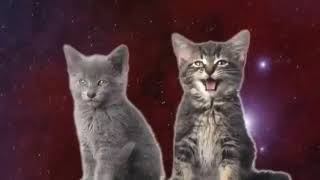 Gatitos cantando en el espacio [upl. by Rakel]