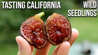 These Figs Have Wasps in Them Pollinating Figs and Comparing Wild Fig Trees [upl. by Cuhp]