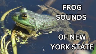 Frog Sounds of New York [upl. by Eerised]