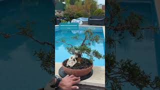 bonsai projects September updt juniper plantlover garden comofazerbonsai [upl. by Alleber]