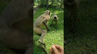 I Tried The Monkey App [upl. by Quirita]