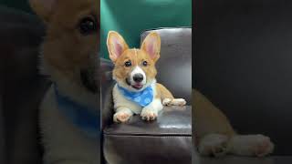 Loyal Corgi Puppies [upl. by Eldred]