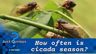 When do cicadas come out in 2024 What you can expect to see and hear  JUST CURIOUS [upl. by Niall291]