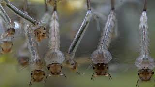 Mosquito Culex sp Culicidae larvae attached to the water surfaceCsípőszúnyog lárvák [upl. by Reeher]