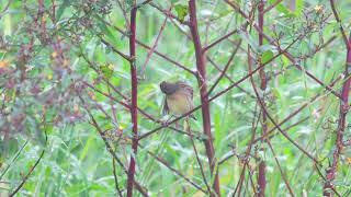 Yellow breasted Bunting 黃胸鵐禾花雀 in the rain [upl. by Neveda]