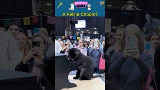 Chopin vs Kitty Who Plays Better [upl. by Reddy]