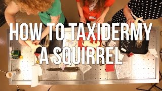 How to Taxidermy a Squirrel [upl. by Ajuna]