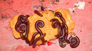 Giant Millipedes Feeding What Food Do Millipedes Eat [upl. by Esirtal]