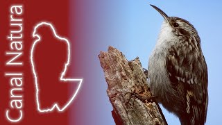 Agateador europeo Certhia brachydactyla Shorttoed Treecreeper 4K [upl. by Dewhurst894]