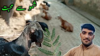 My Top Video shamo ka akaly mo Dena ha  Rashad Saleem [upl. by Halika611]