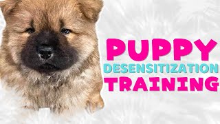 Desensitize your Puppy  Puppy Training  Sound Triggers [upl. by Jeggar]