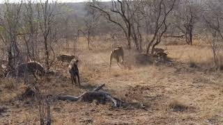 Courageous Lioness Protecting Cubs from Hyena Ambushquot WildlifeHeroes [upl. by Ahsya]