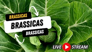 All About Brassicas  The Garden Show [upl. by Eanat]