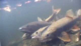 Lake trout spawning in Ontario [upl. by Aniuqahs913]