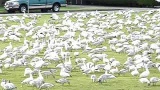 Snow geese invades Richmond BC Canada [upl. by Denby122]