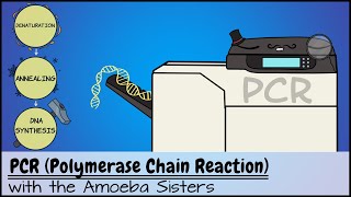 PCR Polymerase Chain Reaction [upl. by Animrac]