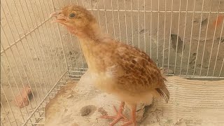 Teetar kay bacchu ki awaazTeetar soundTeetar ki awazFrancolin voiceTeetar kay bacchy [upl. by Jeana37]