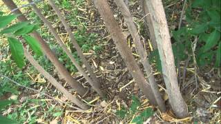 The Soapberry Tree A New Mexico Native [upl. by Christin743]