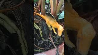 Dinosaur Baby Just Born  Dinosaur Adventure  Dinosaur Alive Park shortvideo shorts short [upl. by Seravaj]