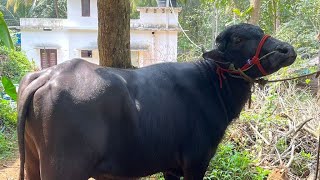 കാള🐂പോത്ത്🐃പശു🐄വിൽപനക്ക്💸സ്ഥലം മലപ്പുറം മഞ്ചേരി and Malappuram Ponmala  Delivery Available  sale [upl. by Aziaf]