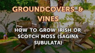 How to Grow Irish or Scotch Moss Sagina Subulata [upl. by Cowles]