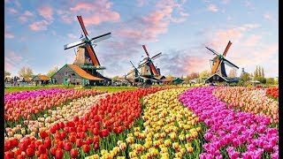 The Worlds Biggest Flower Garden in Amsterdam  Keukenhof Gardens [upl. by Jaymee]