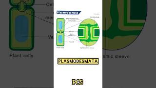 PLASMODESMATA Structure And Function  Protoplasmic Bridge of Plant Cell neet biology [upl. by Eirek]