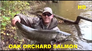 OAK ORCHARD RIVER KING SALMON RUN [upl. by Geralda]