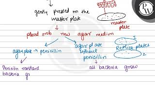 Lederberg replica plating experiment explains that mutations are 1 [upl. by Isabella300]