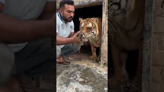 Tigress with cubs MashaAllah faiziwildlifefarm savewildlife [upl. by Tammi]