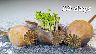 64 days of Poppy Growing Timelapse greentimelapse gtl timelapse [upl. by Fasano]