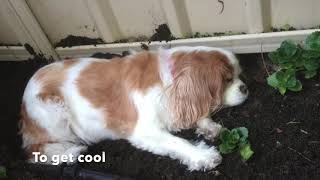 Narnia  Cavalier King Charles Spaniel [upl. by Trix]