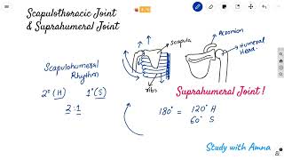 Scapulothoracic Joint  Suprahumeral joint amp Impingement syndrome  Scapulohumeral rhythm [upl. by Romeon]