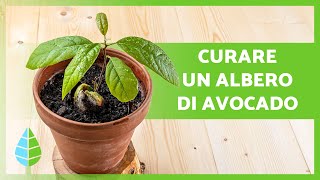 CURA DELLAVOCADO in VASO 🥑🌱 Irrigazione Potatura Trapianto e altro ancora [upl. by Rosner]