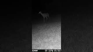 05 30 24 932 01pm Several deer eating in the lower back field near the mineral block deer wildlife [upl. by Heywood]