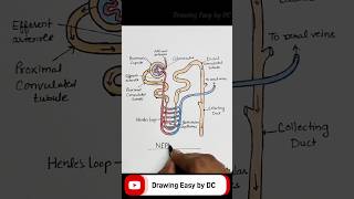 Nephron diagram  nephron diagram drawing  nephron drawing easy  nephron drawing  Nephron shorts [upl. by Nolahc131]