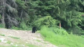 Cool Bear spotted in Whistler BC Canada [upl. by Akima]