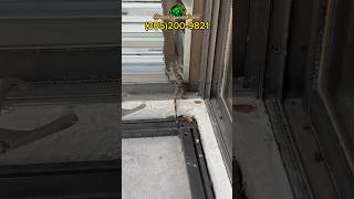 🦎 Invasive Black Spiny Tail Iguana Removal Iguana Invasive PestControl Florida [upl. by Lebar297]