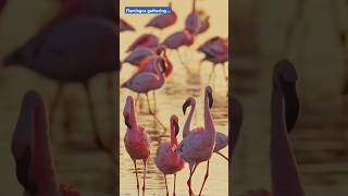 Millions over Flamingos gather in their tens ।🥰 ytshorts animals nature shortvideo [upl. by Andee]