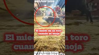 Las películas de toros más inquietantes 🔥⚠️ Porto Alto Santarem 2072024 torosbravos toros [upl. by Redle]