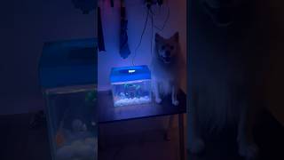 Pogo’s reaction 1millionviews views doglover funny entertainment pogodog spitzdog viral [upl. by Nednarb737]